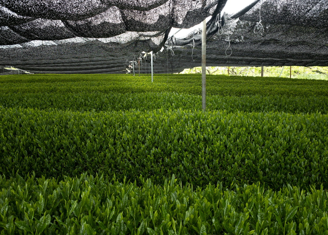 Purest Japanese Tea