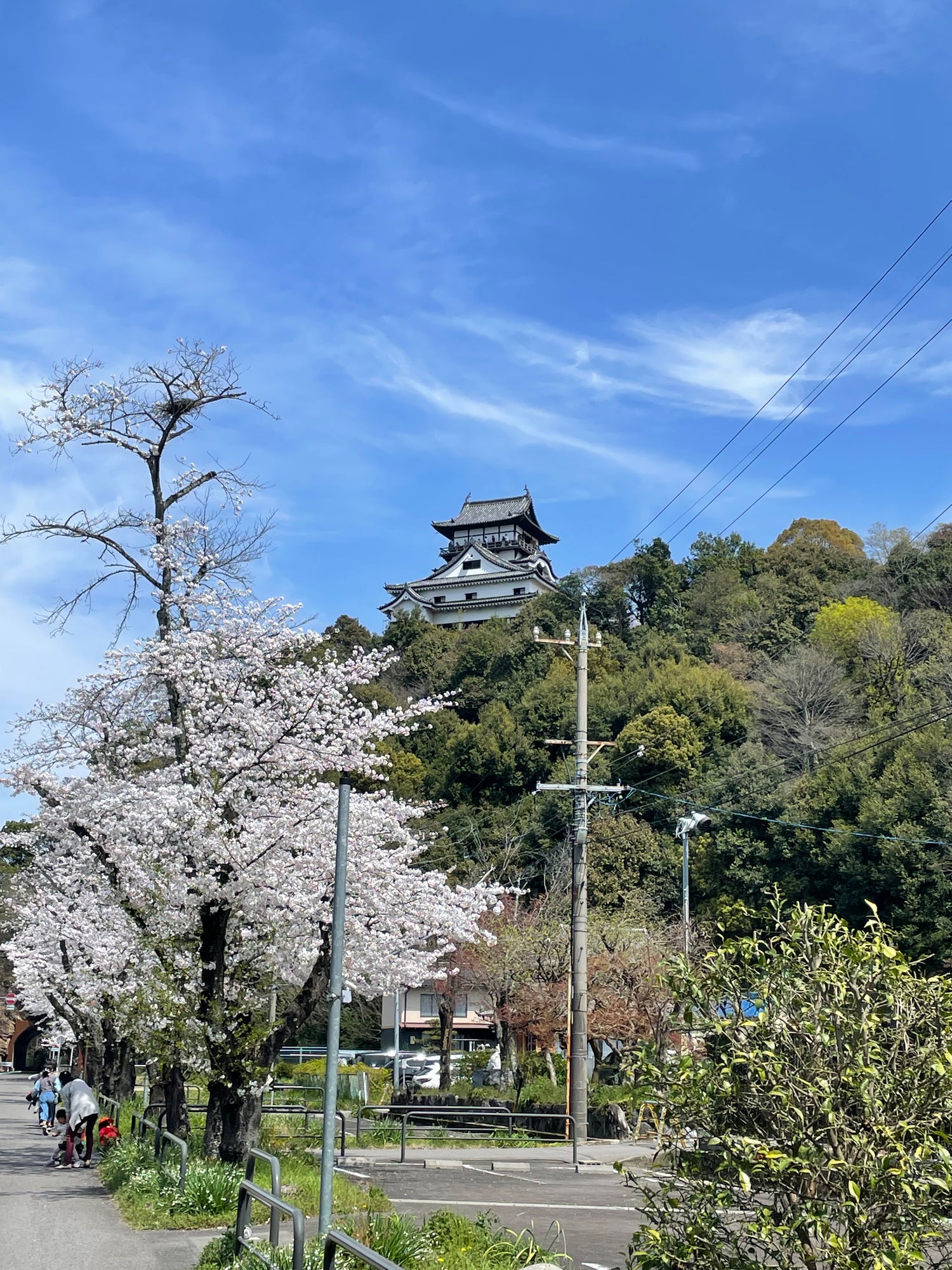 Purest Japanese Tea
