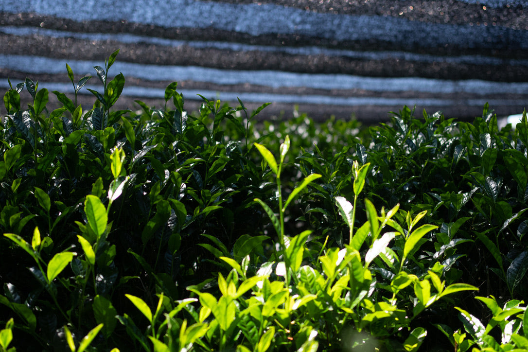 Purest Japanese Tea