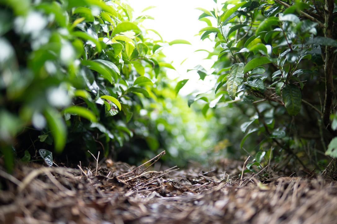 Purest Japanese Tea